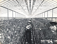 Mr. and Mrs. Nomura tending the carnations in their greenhouse.