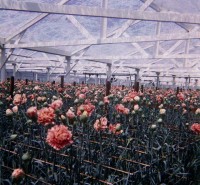 K-Nomura carnations 1956